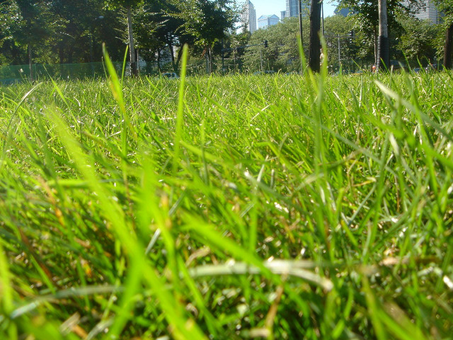 Field grass fence background trees free wallpaper - medium preview image