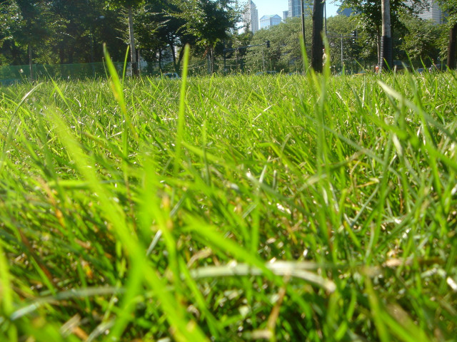 Field grass fence background trees #3 free wallpaper - medium preview image