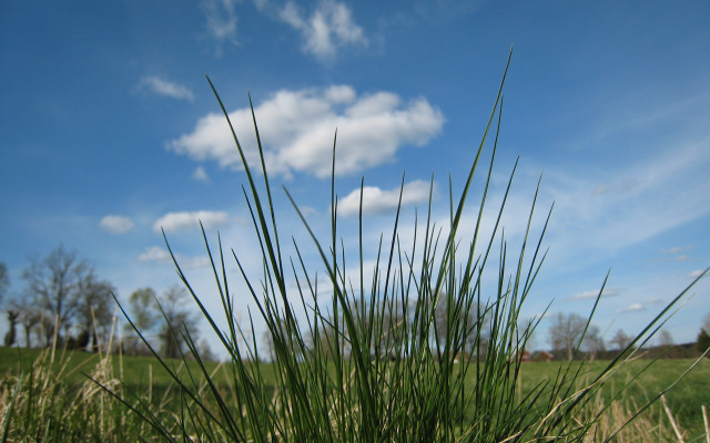 Grassy field blue sky clouds #5 free wallpaper - medium preview image