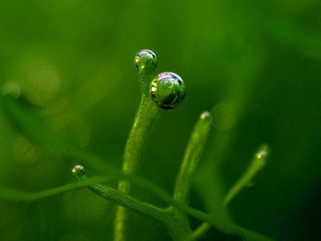 Water droplets plant macro nature #3 free wallpaper - medium preview image
