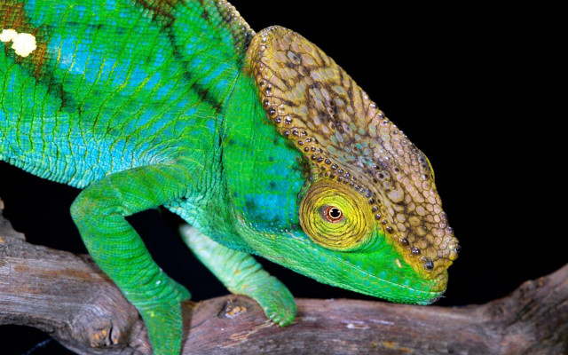 Green chameleon branch black background #2 free wallpaper - medium preview image