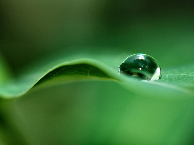 Water drop green leaf blurry #3 free wallpaper - medium preview image