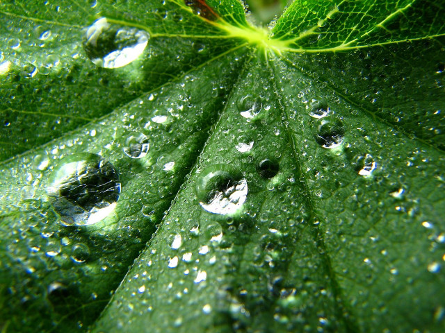 Close up green leaf water #5 free wallpaper - medium preview image