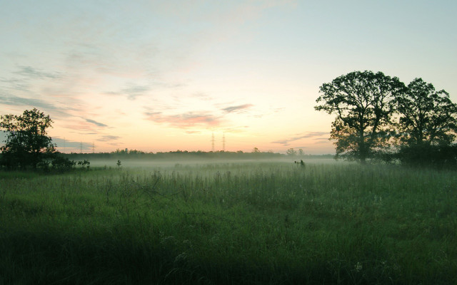 Field trees fog sunset dawn free wallpaper - medium preview image