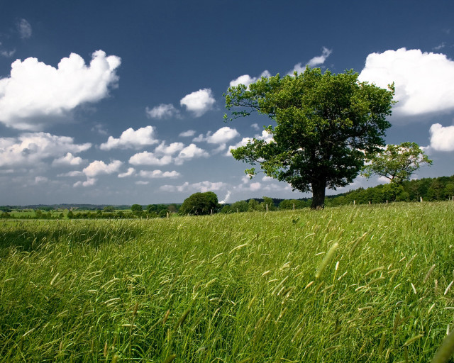 Lone tree field blue sky #3 free wallpaper - medium preview image