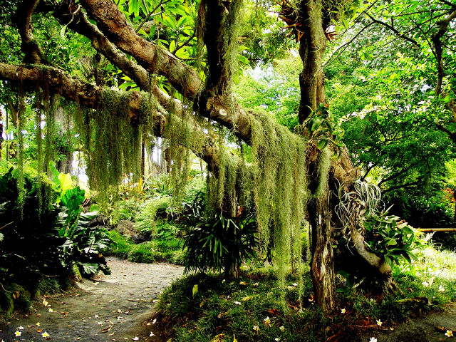 Lush green forest path moss free wallpaper - medium preview image