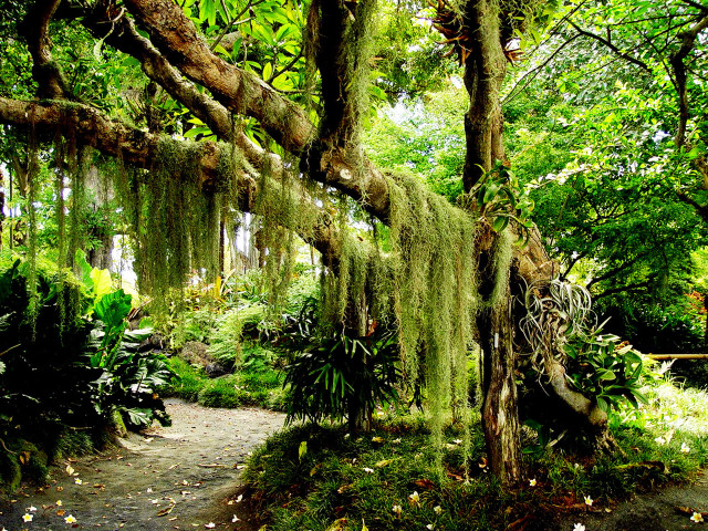 Lush green forest path moss #4 free wallpaper - medium preview image