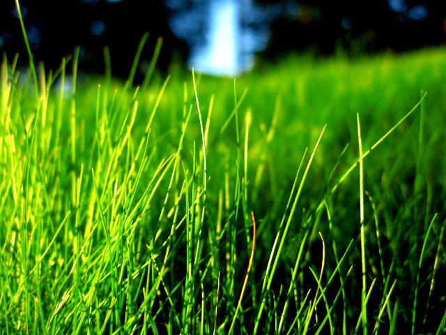 Grass forest bamboo sky nature free wallpaper - medium preview image