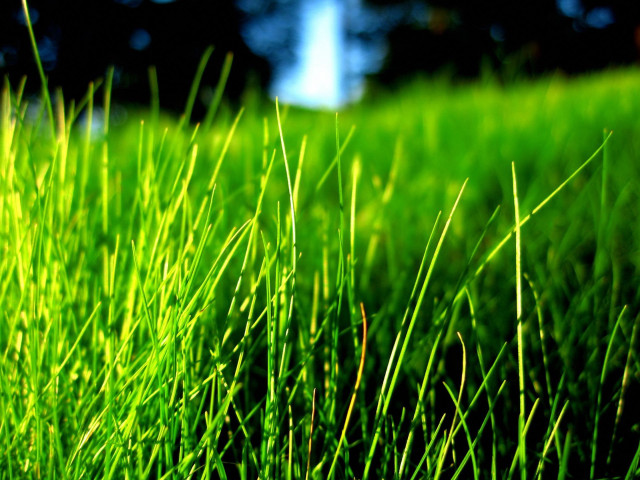 Grass forest blue sky macro free wallpaper - medium preview image
