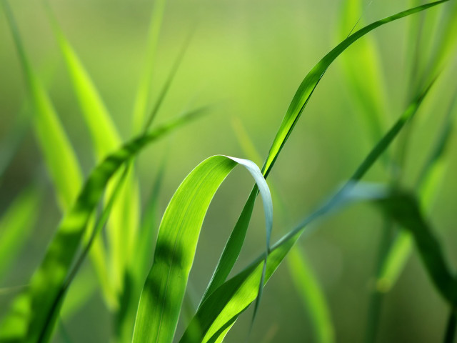 Close up green grass blurry #2 free wallpaper - medium preview image