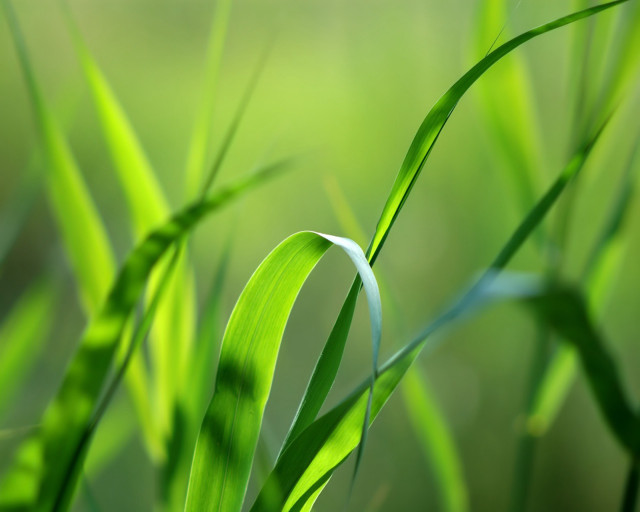 Close up green grass blurry #3 free wallpaper - medium preview image