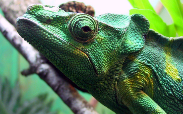 Green chameleon branch tree looking free wallpaper - medium preview image