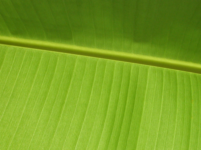 Green leaf macro banana williams free wallpaper - medium preview image