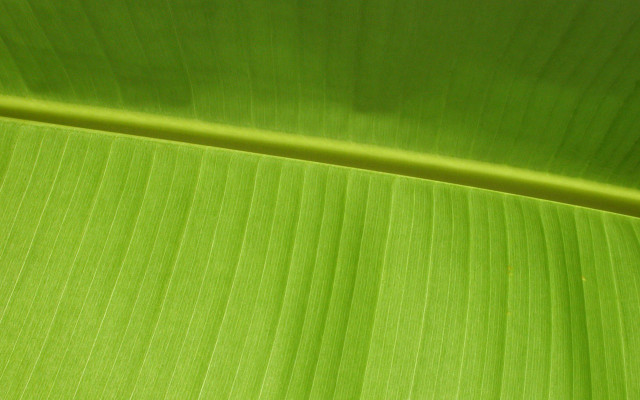 Green leaf banana macro grass free wallpaper - medium preview image