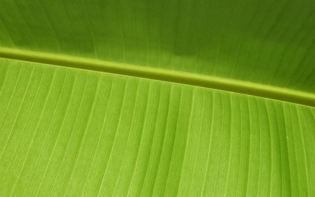 Green leaf macro banana tatami free wallpaper - medium preview image