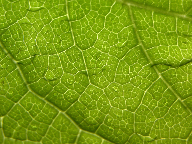 Green leaf macro light reflection #2 free wallpaper - medium preview image