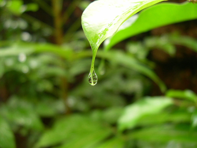 Green leaf water drop macro #2 free wallpaper - medium preview image
