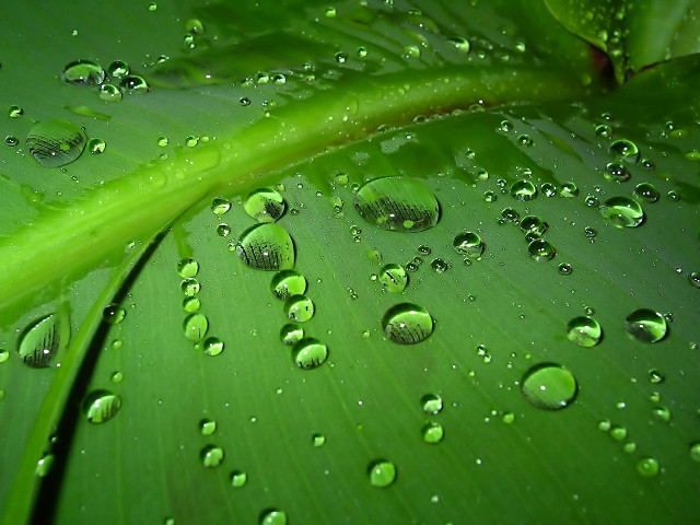 Green leaf water droplets macro #51 free wallpaper - medium preview image