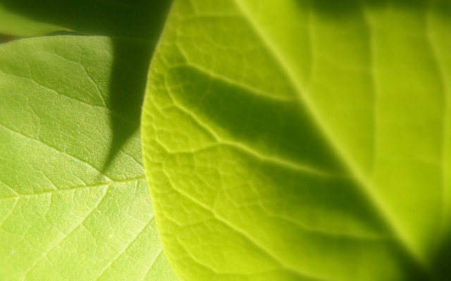 Green leaf closeup blurry background #2 free wallpaper - medium preview image