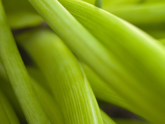 Green plant close up thin free wallpaper - medium preview image
