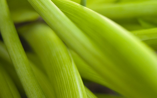 Close up green plants leaves #2 free wallpaper - medium preview image