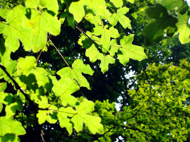 Green leafy tree sky background free wallpaper - medium preview image