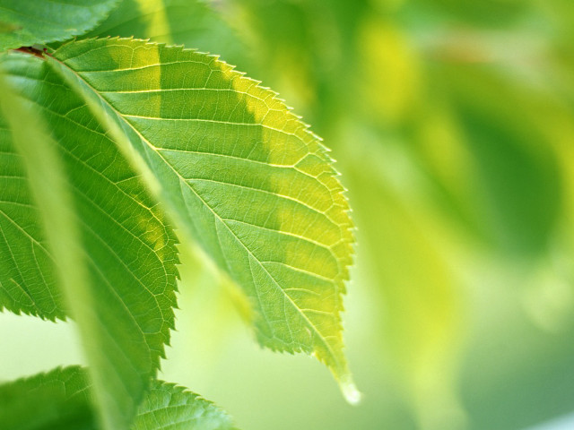 Close up green leaf blurry free wallpaper - medium preview image
