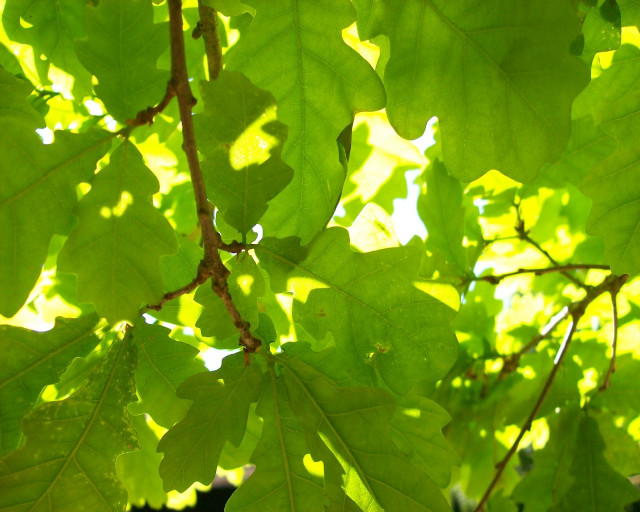 Tree closeup leaves sunlight shining free wallpaper - medium preview image