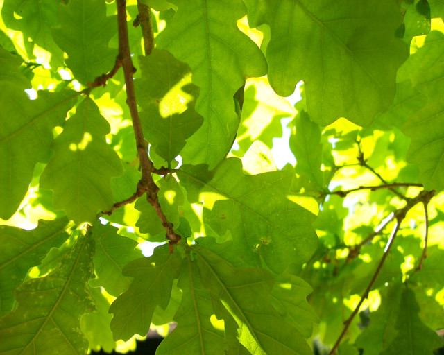 Close up tree leaves sunlight free wallpaper - medium preview image