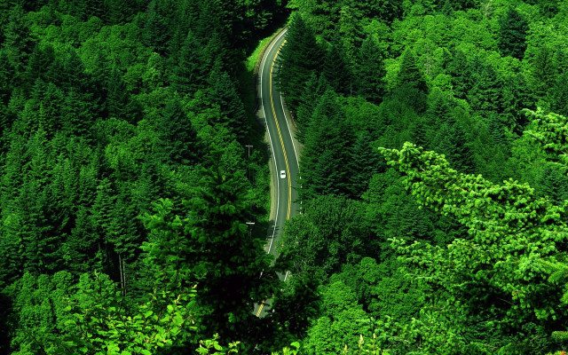 Lush forest road car scenery free wallpaper - medium preview image