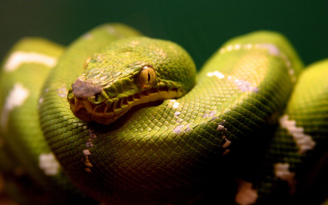 Green snake yellow stripe black #4 free wallpaper - medium preview image