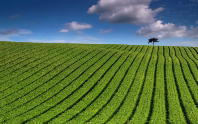 Lone tree green field blue #5 free wallpaper - medium preview image