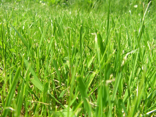 Green grass field blue sky #2 free wallpaper - medium preview image