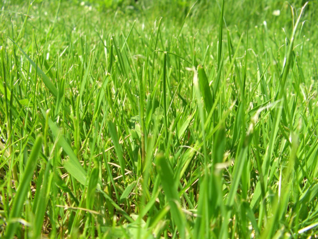 Green grass field blue sky #3 free wallpaper - medium preview image