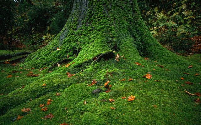 Moss covered tree trunk forest #2 free wallpaper - medium preview image