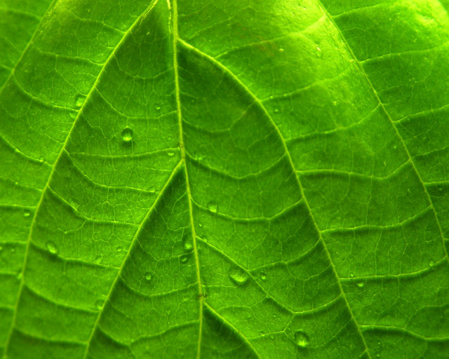 Green leaf water drops close #3 free wallpaper - medium preview image
