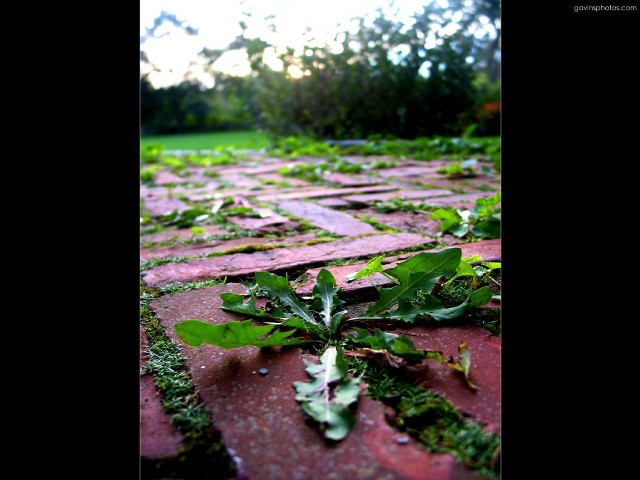 Green plant brick walkway park free wallpaper - medium preview image