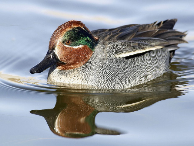 Duck swimming reflection water head free wallpaper - medium preview image