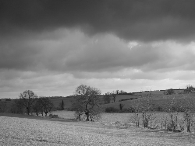 Black white field trees cloudy free wallpaper - medium preview image
