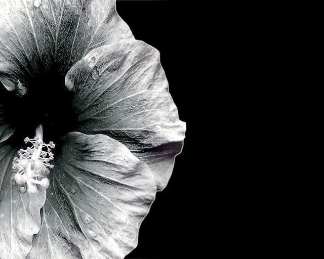 Black white flower black background #5 free wallpaper - medium preview image