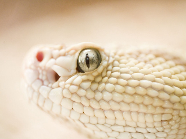 Cobra snake head macro closeup free wallpaper - medium preview image