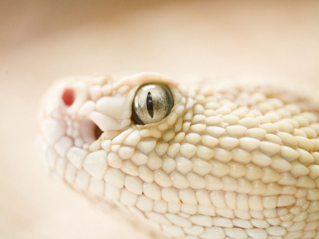 Snake head closeup white background free wallpaper - medium preview image