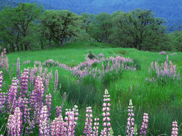 Purple flowers trees mountain blue #3 free wallpaper - medium preview image