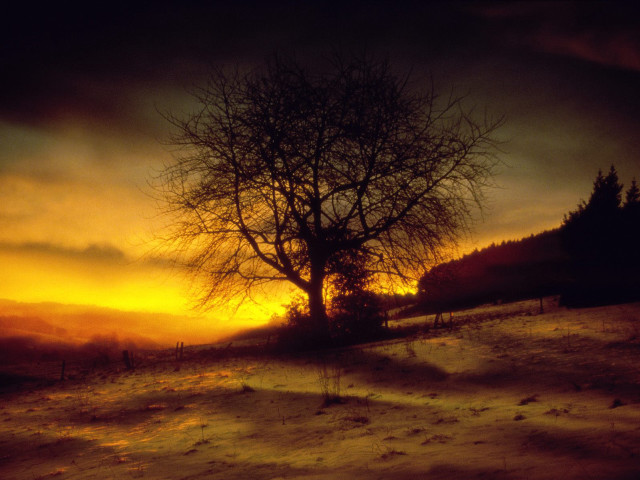 Lone tree snowy field sunset free wallpaper - medium preview image