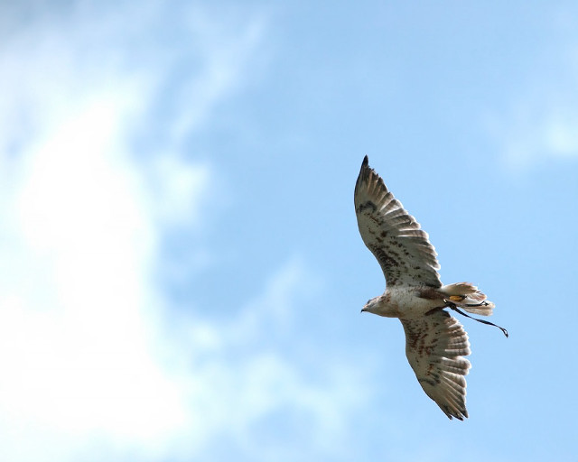 Bird long beak blue sky free wallpaper - medium preview image
