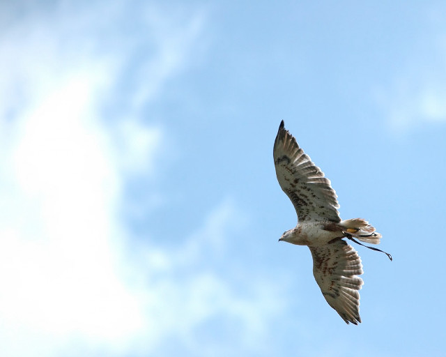 Bird flying blue sky clouds #2 free wallpaper - medium preview image