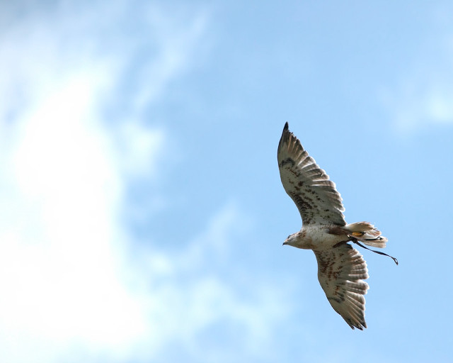 Bird flying blue sky clouds #3 free wallpaper - medium preview image