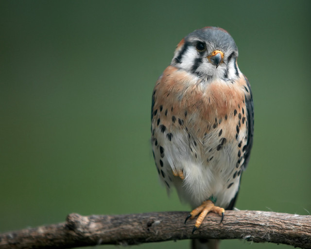 Bird sitting branch green background #2 free wallpaper - medium preview image