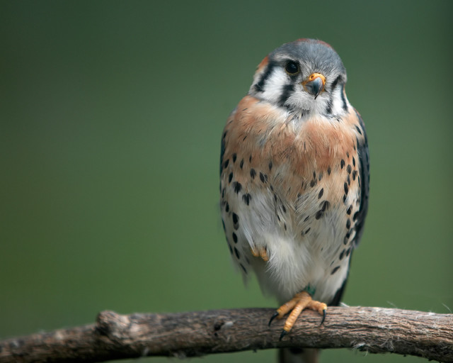 Bird sitting branch green background free wallpaper - medium preview image