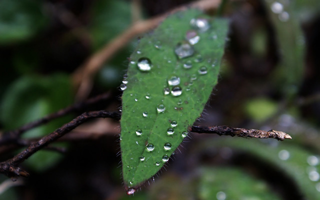 Green leaf water droplets leaves #2 free wallpaper - medium preview image